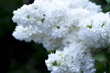 Lilac Tree Branch With Beautiful White Flowers