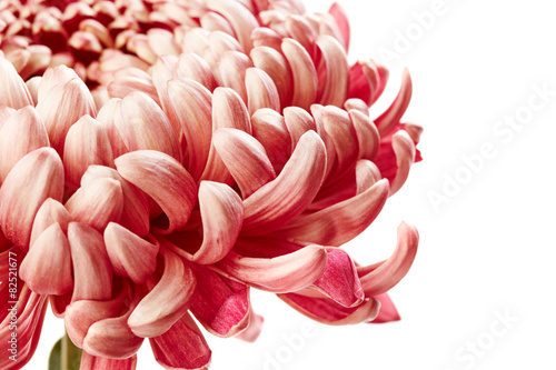 Chrysanthemum flower