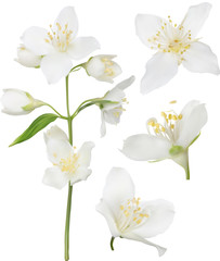 Wall Mural - white jasmine blossom collection illustration