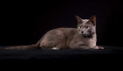 Wall Mural - Purebred Korat cat