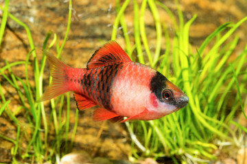 Sticker - Aquarium barb fish