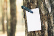 Empty paper stuck into a tree with a knife