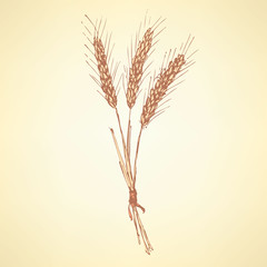 Wall Mural - Sketch wheat bran in vintage style