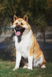 Fototapeta Konie - american akita dog standing outdoors