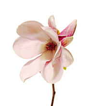 Pink Magnolia Branch Flowers, Tree Flowers, White Background.