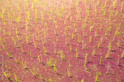 Fotografia Rice terraces in the Philippines. The rice crops. Rice cultivati