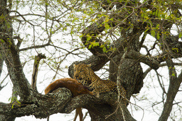 Wall Mural - Leopard in a tree with its prey, Serengeti, Tanzania, Africa