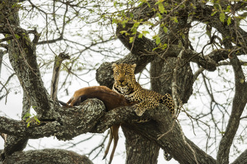 Wall Mural - Leopard in a tree with its prey, Serengeti, Tanzania, Africa