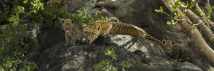 Wall Mural - Leoprad and her cubs resting on rocks, Serengeti, Tanzania