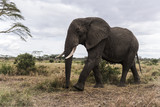 Fototapeta Sawanna - Elephant walking, Serengeti, Tanzania, Africa