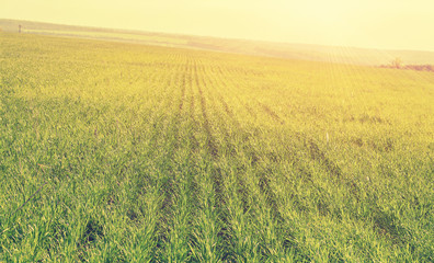 Poster - Sunny meadow with a vintage toning