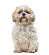 Shih Tzu (7 years old) in front of a white background