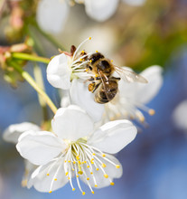 Bee On A White Flower On A Tree
