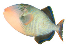 Tropical Fish Isolated On White: Yellowmargin Triggerfish