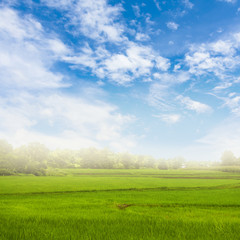 Rice field against nice sky with clouds.