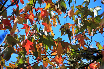 Poster - Autumn Leaves