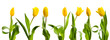 line of yellow tulips