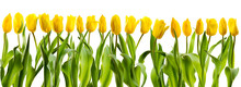 Line Of Yellow Tulips