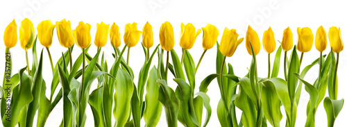 Fototapeta na wymiar line of yellow tulips
