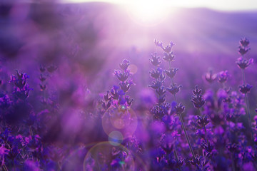 Poster - field lavender flowers