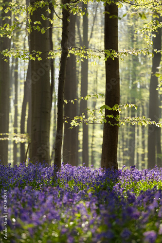 Naklejka na szybę sunny spring forest with bluebells