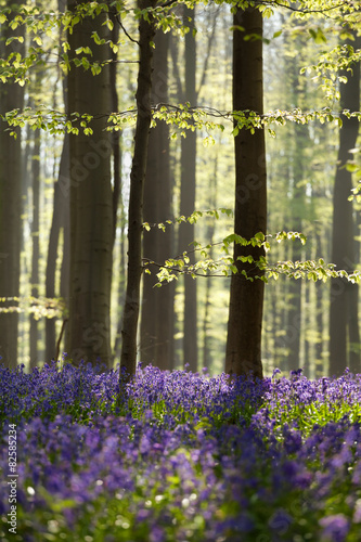 Naklejka na drzwi sunny spring forest with bluebells