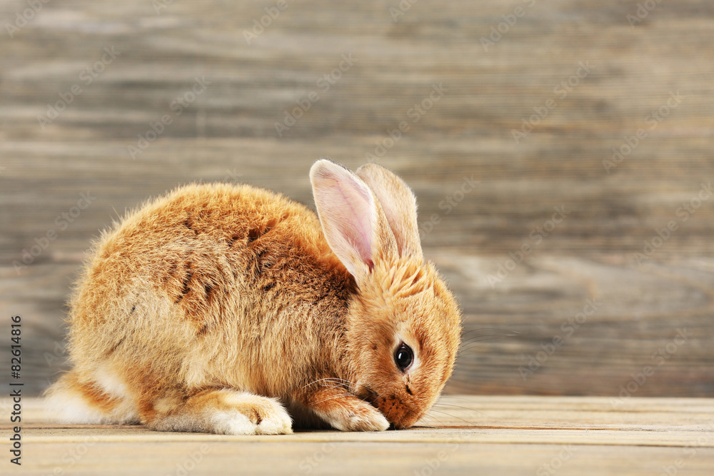 Little rabbit on wooden background