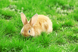 Fototapeta  - Little rabbit in grass close-up