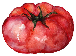 Watercolor vector red tomato isolated