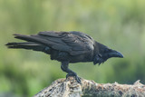 raven