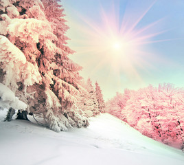 Ukrainian Carpathians snowy forest