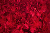 Fototapeta Maki - Bouquet of red flowers carnation for use as nature background.