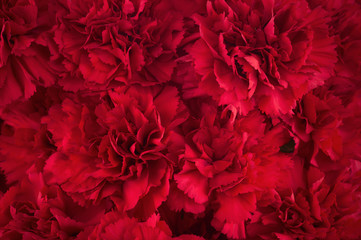 Poster - Bouquet of red flowers carnation for use as nature background.