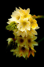 Star-of-bethlehem Flowers