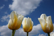 3 gelbweiße Tulpen vor blauem Himmel