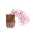 Pink hyacinth in clay vase, isolated over white