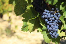 Wine Grapes In A Vineyard
