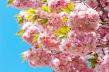 Blossoming of pink cherry over blue sky. Sakura tree. Spring flo