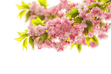 Sticker - Blossoming of cherry tree. Spring sakura flowers over white