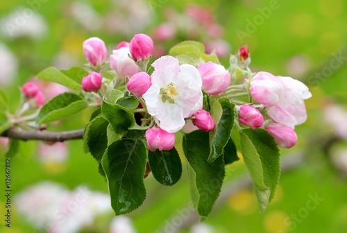 Dekoracja na wymiar  kwiat-jabloni
