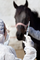 Wall Mural - Horse vaccination