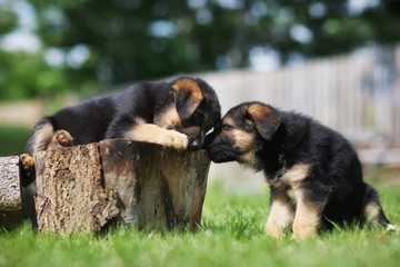 Poster - Two german shepherd puppies having fun