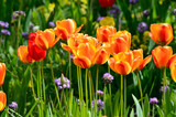 Fototapeta Tulipany - Kwitnące tulipany na działce ogród