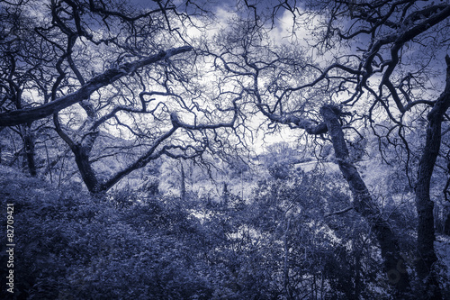Foto blue monochrome of a forest in Sintra, Lisboa
