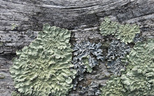 Fence Rail With Lichen Or Fungus Growth