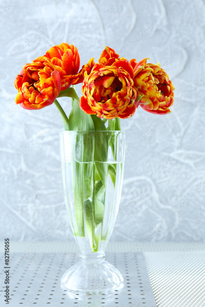 Beautiful bright tulips in glass vase on grey background