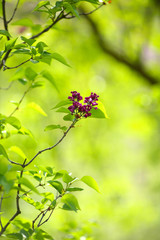 Spring green branch of lilac