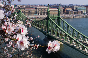 Wall Mural - Liberty Bridge in Budapest, Hungary