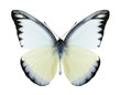 Butterfly Appias lyncida (male)