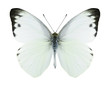 Butterfly Appias paulina (male)